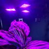 LED lámpa növények növekedéséhez
