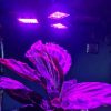 LED lámpa növények növekedéséhez
