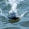 Távirányítós Jet Boat - Nagy sebességű elektromos 40KM/H (24.85 MPH) távirányítós csónak turbó gázturbinás hajtással és LED fényekkel,