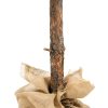 Christmas tree on a trunk - diamond pine 180cm