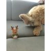 Christmas gift for dog - toys Purlov 22637