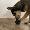 Dog toy set - 10 pcs Purlov 24388