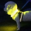 LED light collar - adjustable Purlov 24200