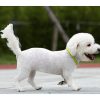 LED light collar - adjustable Purlov 24200