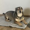 Cooling mat for animals 90x50cm Purlov 25531