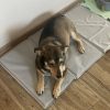 Cooling mat for animals 90x50cm Purlov 25531