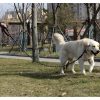 Fényvisszaverő edző póráz 3m Purlov 21654