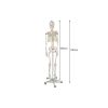 Emberi csontváz - 170cm magas Malatec 22583, anatómiai modell, iskolai Tartásjavító heveder, oktatási eszköz, orvosi modellezés